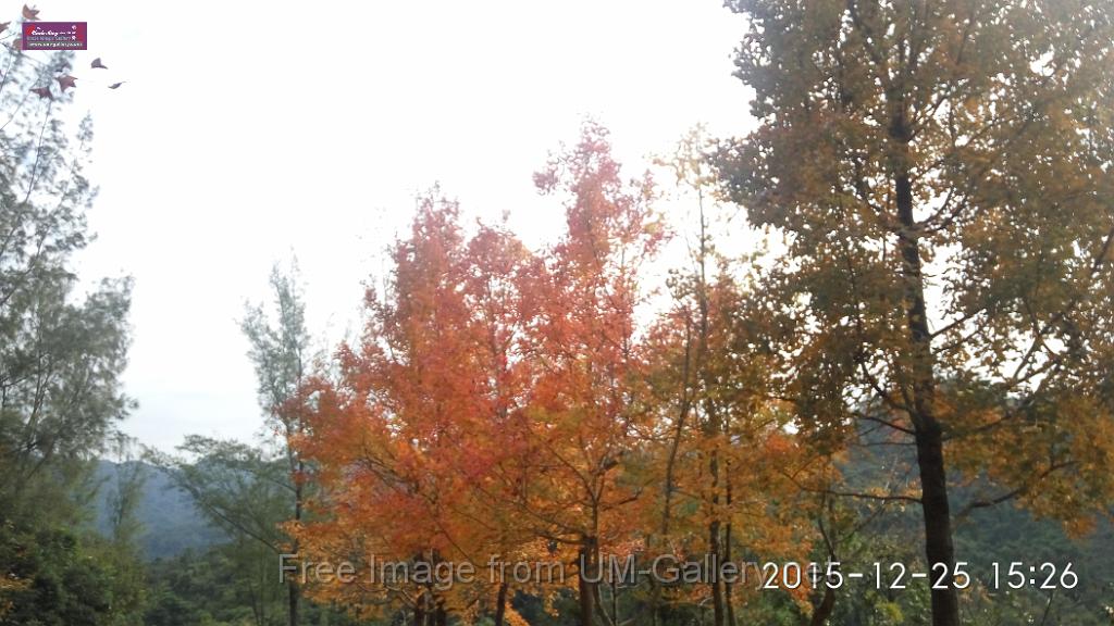 20151225red leaves-IMG_152609.jpg